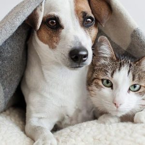 غذای سگ و گربه ایرانی