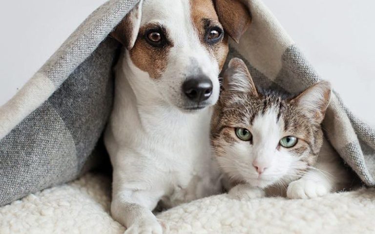 غذای سگ و گربه ایرانی