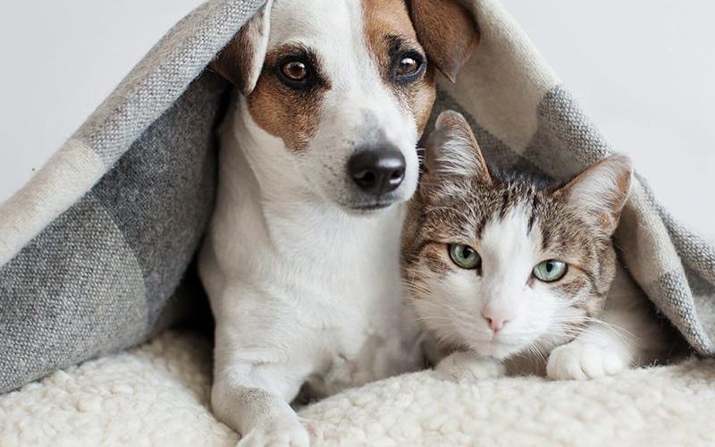 غذای سگ و گربه ایرانی