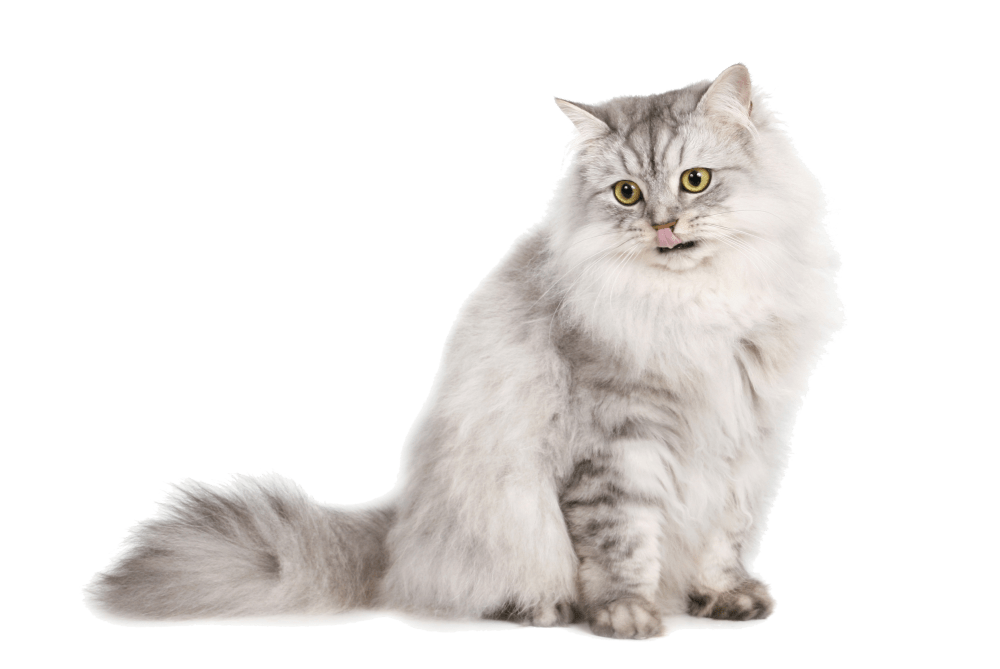 علایم مشکالت گوارشی در گربه شما