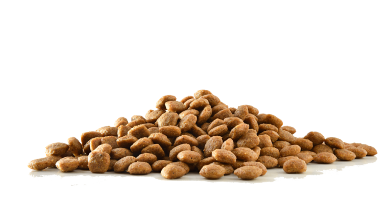 غذای گربه و سگ