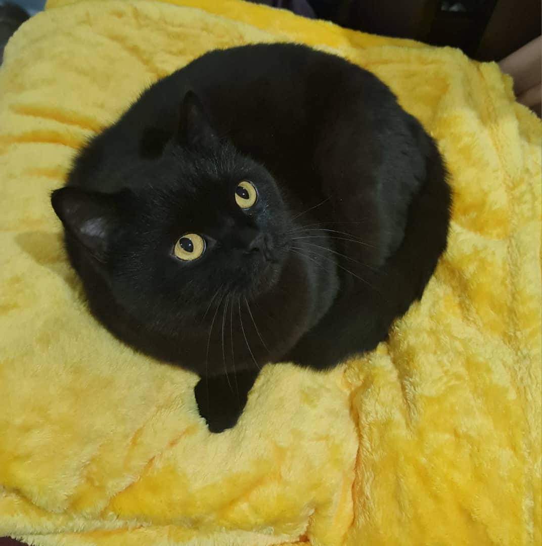 داستان شما مانی